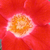 Roșu și alb - Trandafir pentru straturi Floribunda - Eye Paint
